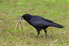 American Crow